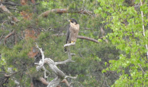 Artikelbild zu Artikel Beginn der Brutsaison – Aktuelle Gipfelsperrungen