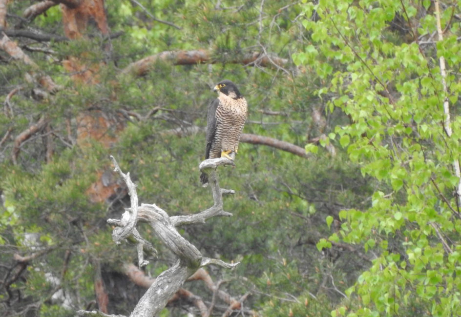Ein Wanderfalke sitzt auf einem Ast.