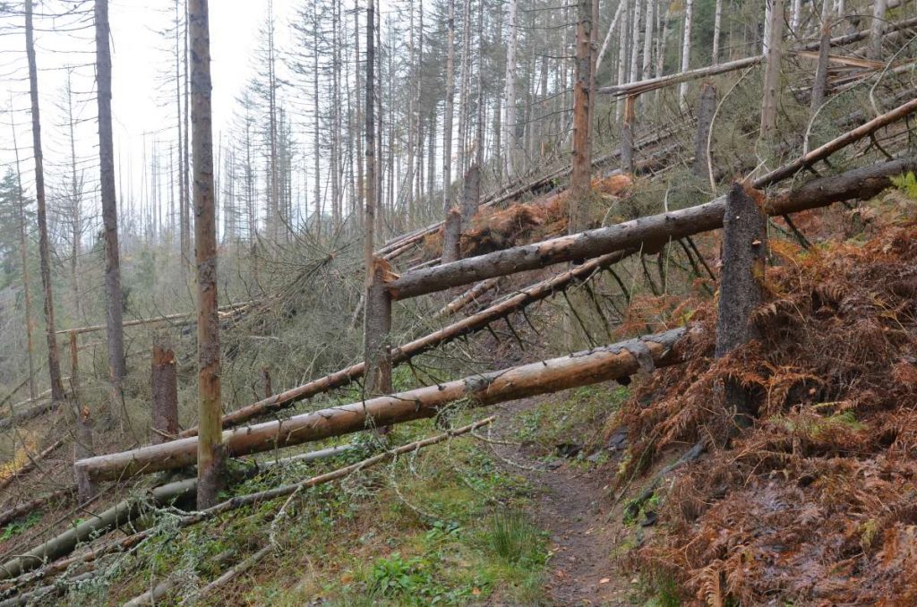Umgefallene Bäume auf dem Reitsteig.