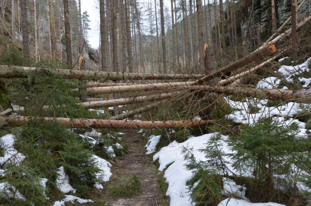 Umgefallene Bäume im unteren Teil der Richterschlüchte.